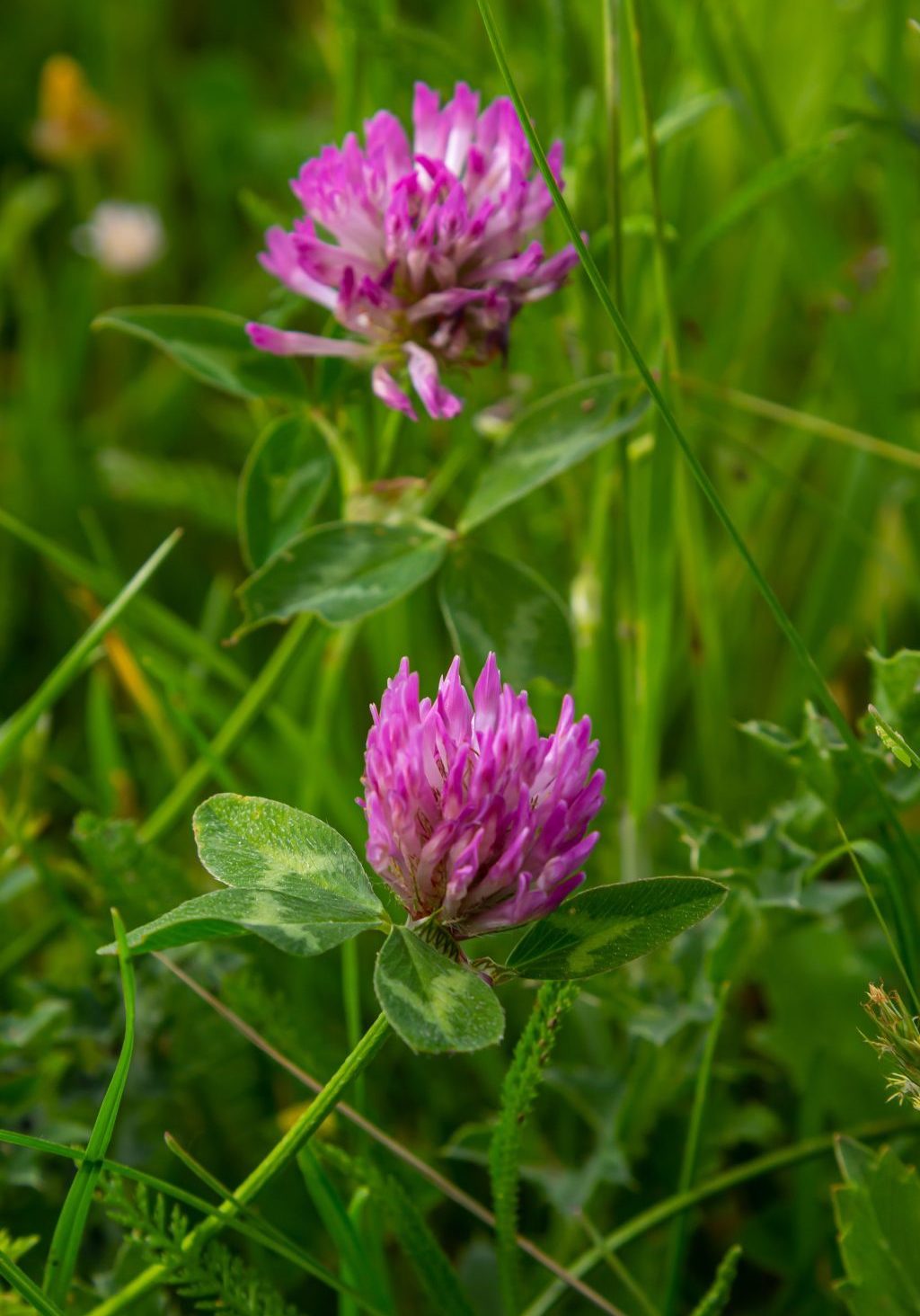 Trifolium pratense, red clover. Collect valuable flowers fn the meadow in the summer. Medicinal and honey-bearing plant, fodder and in folk medicine medically sculpted wild herbs.