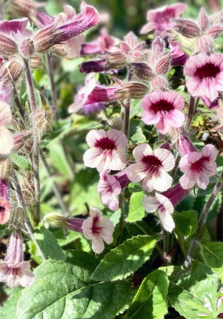 Rehmannia