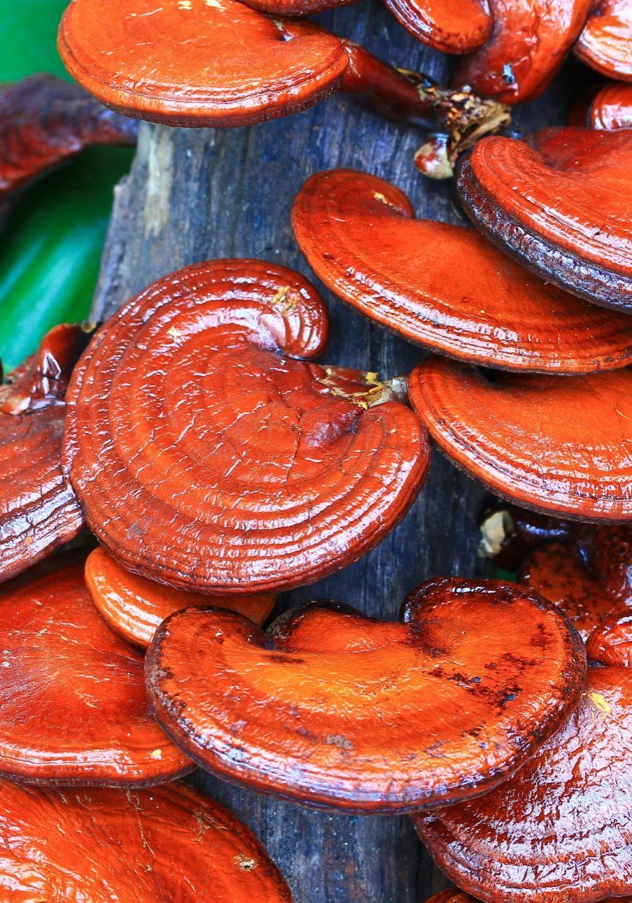 Mushroom farm; Ganoderma lucidum