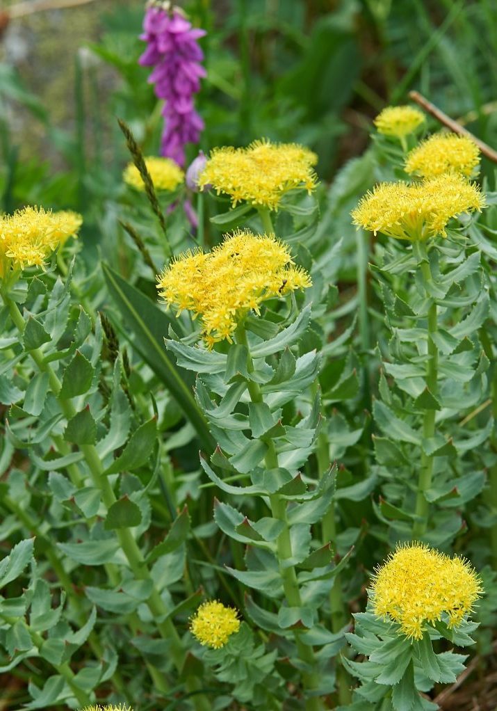 The texture of the leaves and flowers Rhodiola rosea, Russia, Siberia, Altai mountains, Katun ridge.