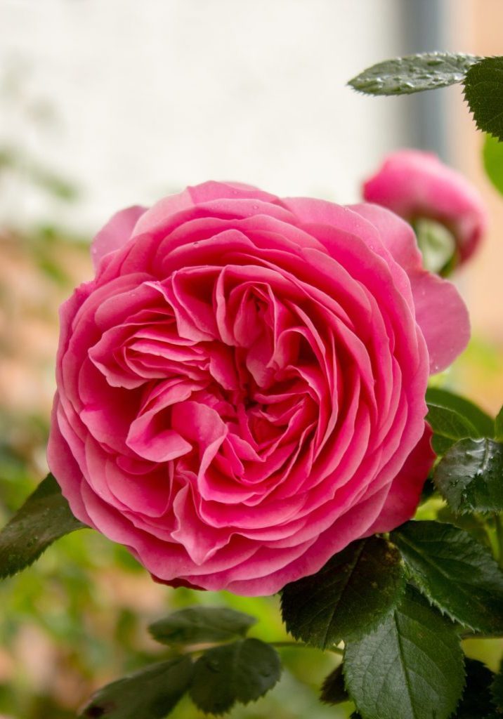 The famous Rosa Centifolia Foliacea, the Provence Rose or Cabbage Rose