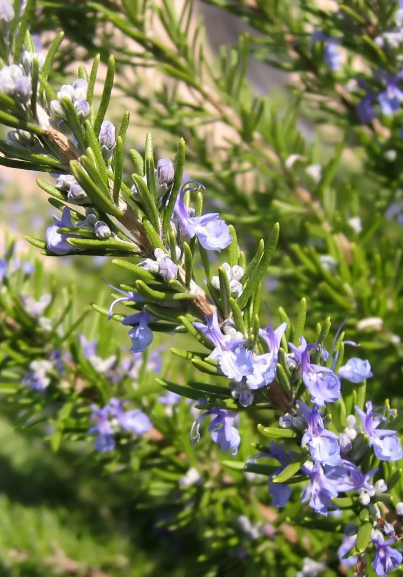 flowering rosemary