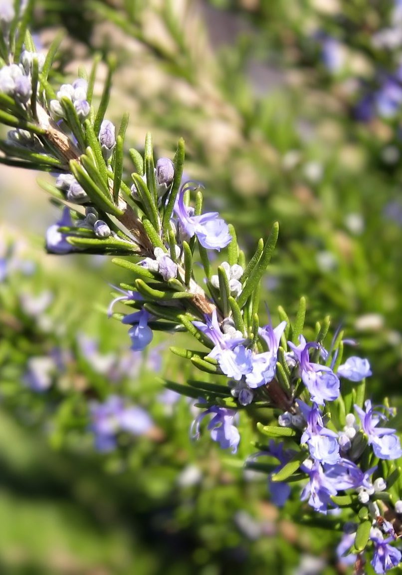 Rosemary