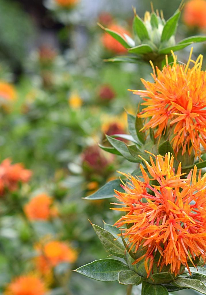 Orange safflower flowers in a field close-up.