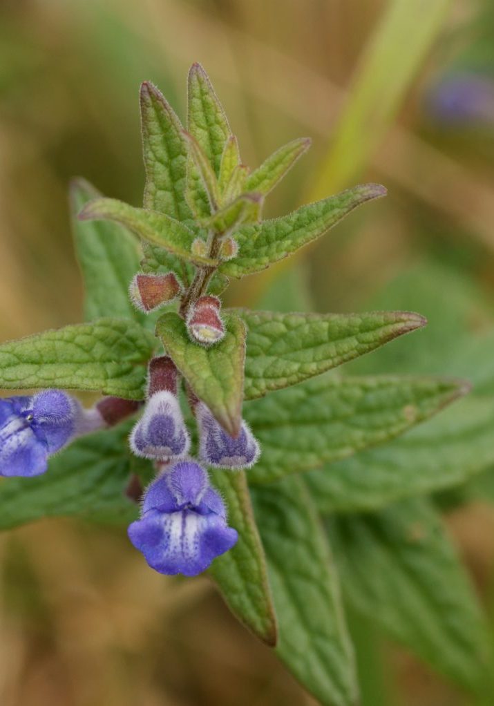 Scullcap (Scutellaria galericulata) wild flower