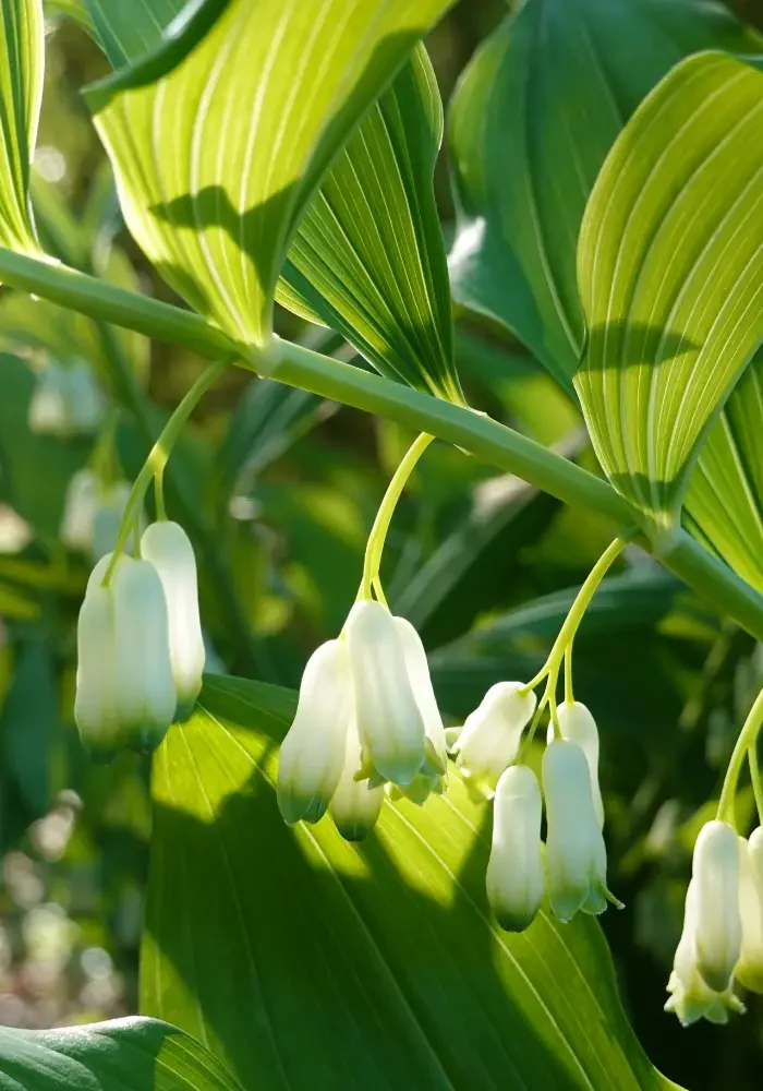 Smooth Solomon's Seal