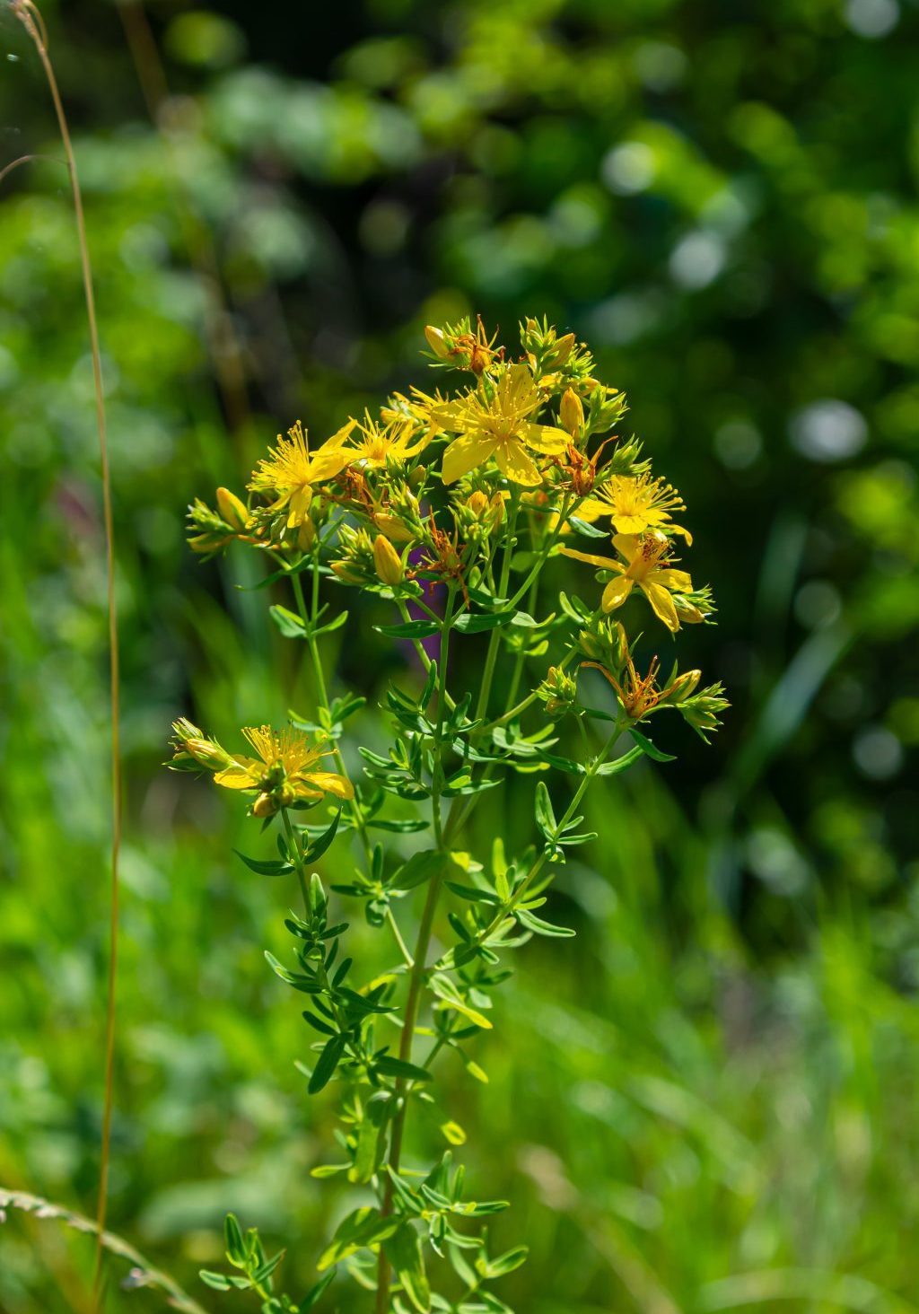 close-up of the yellow blossoms of Hypericum perforatum, a herbal medicine.