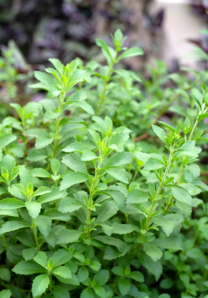 Fresh green leaves of stevia plant.