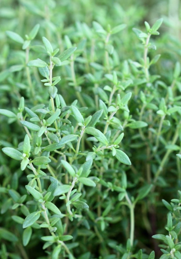 thym, thymus vulgaris