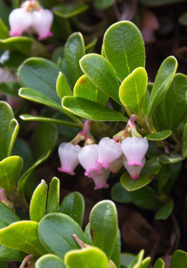 Bearberry Leaves and flowers , Arctostaphylos uva ursi. Plant with medicinal properties