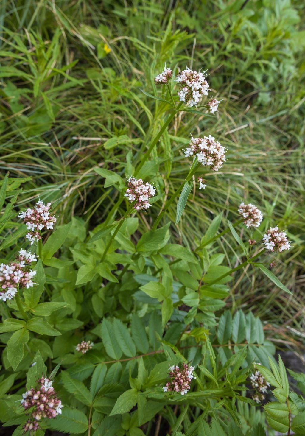 Sitka Valerian wildflower clusters Sitka Valerian wildflower clusters