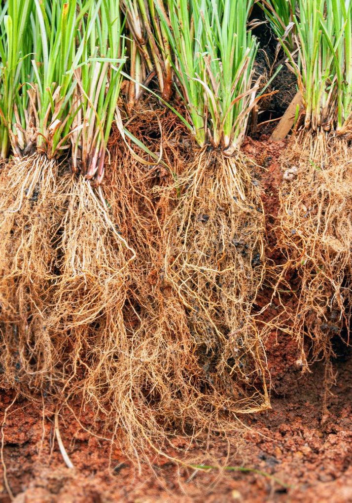 Vetiver