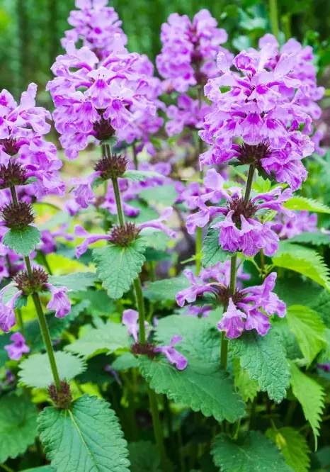Close‑up of Wood Betony (Stachys officinalis) showing purple‑pink flower spikes and toothed green leaves in dappled woodland light.