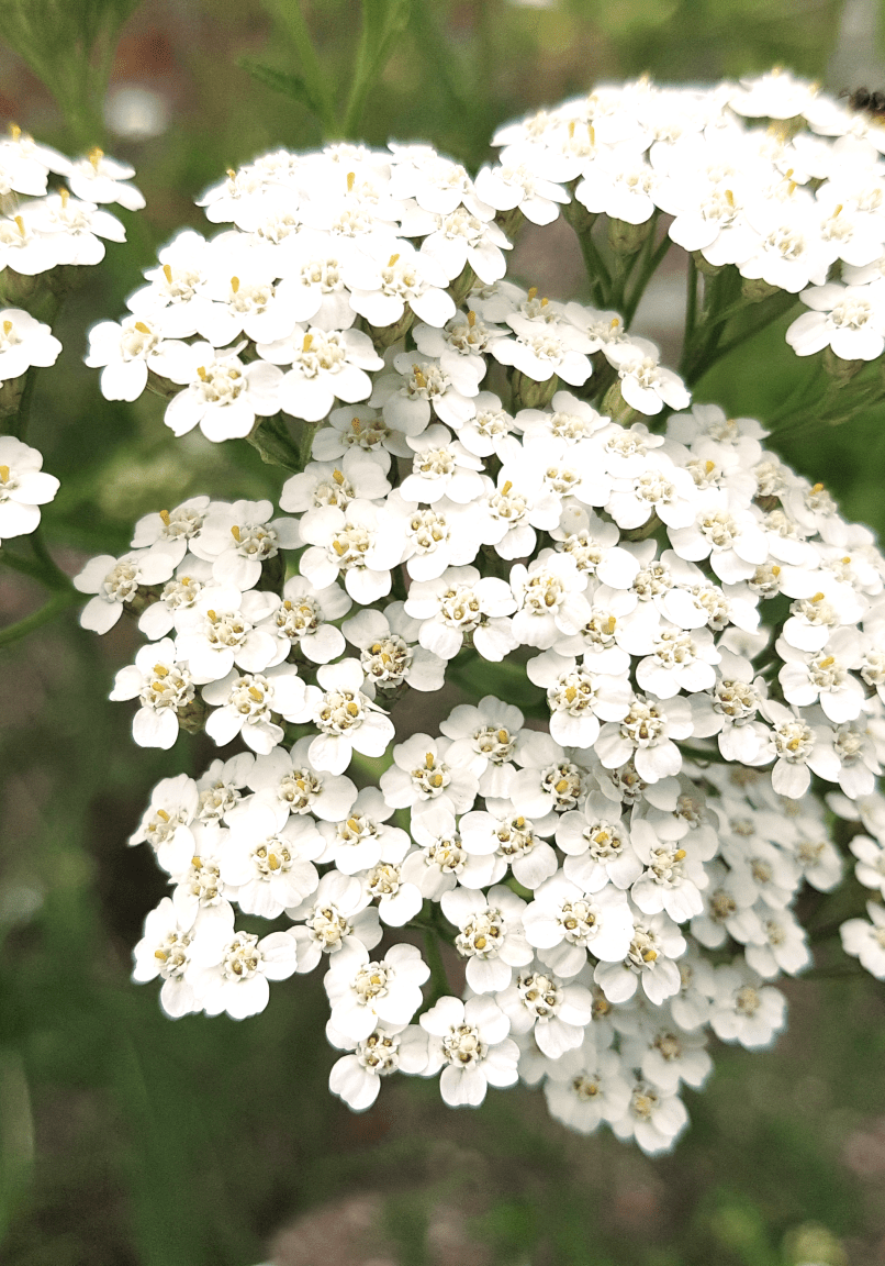 Yarrow - Edited
