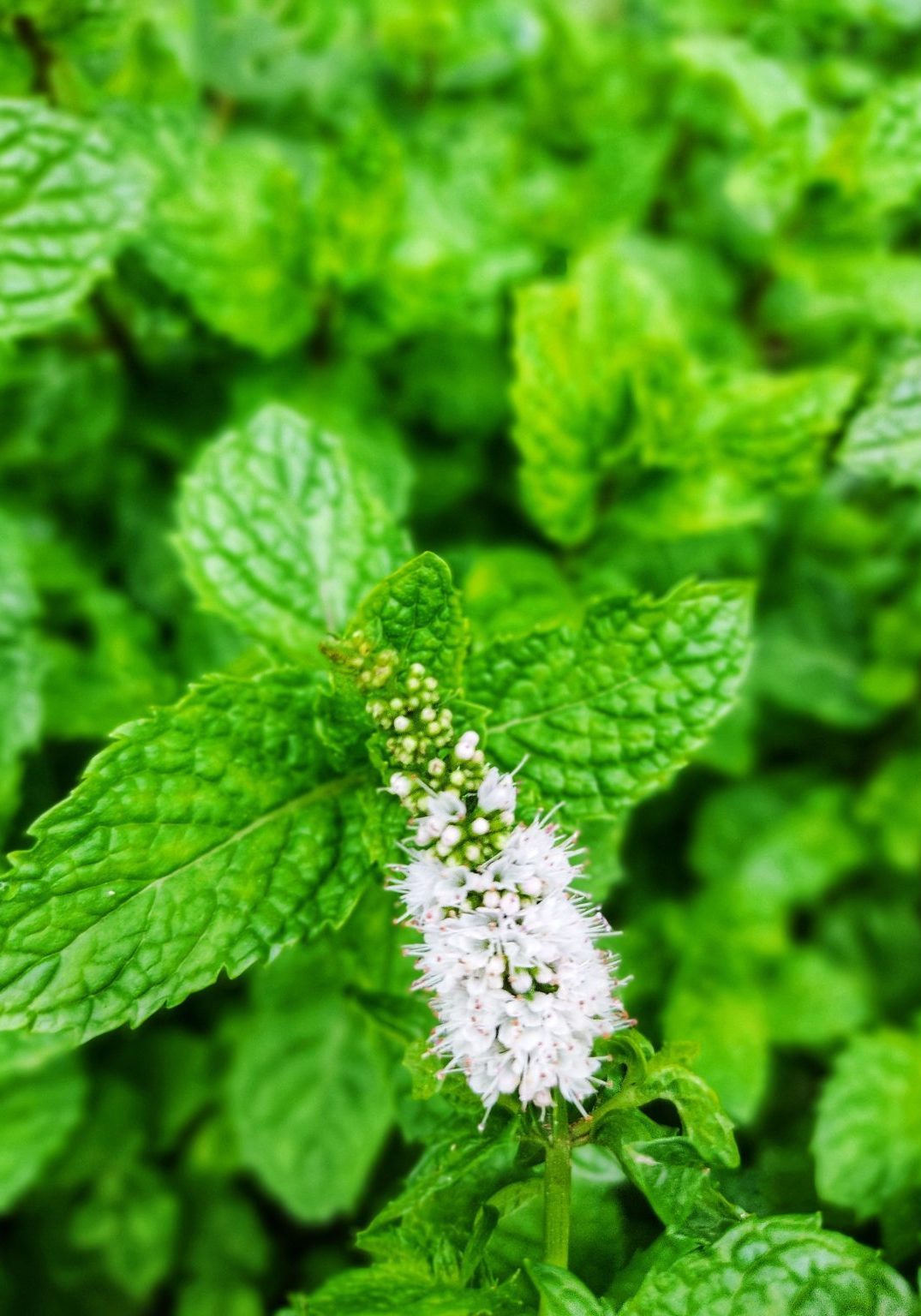 A top view of green fresh peppermint plant leaves